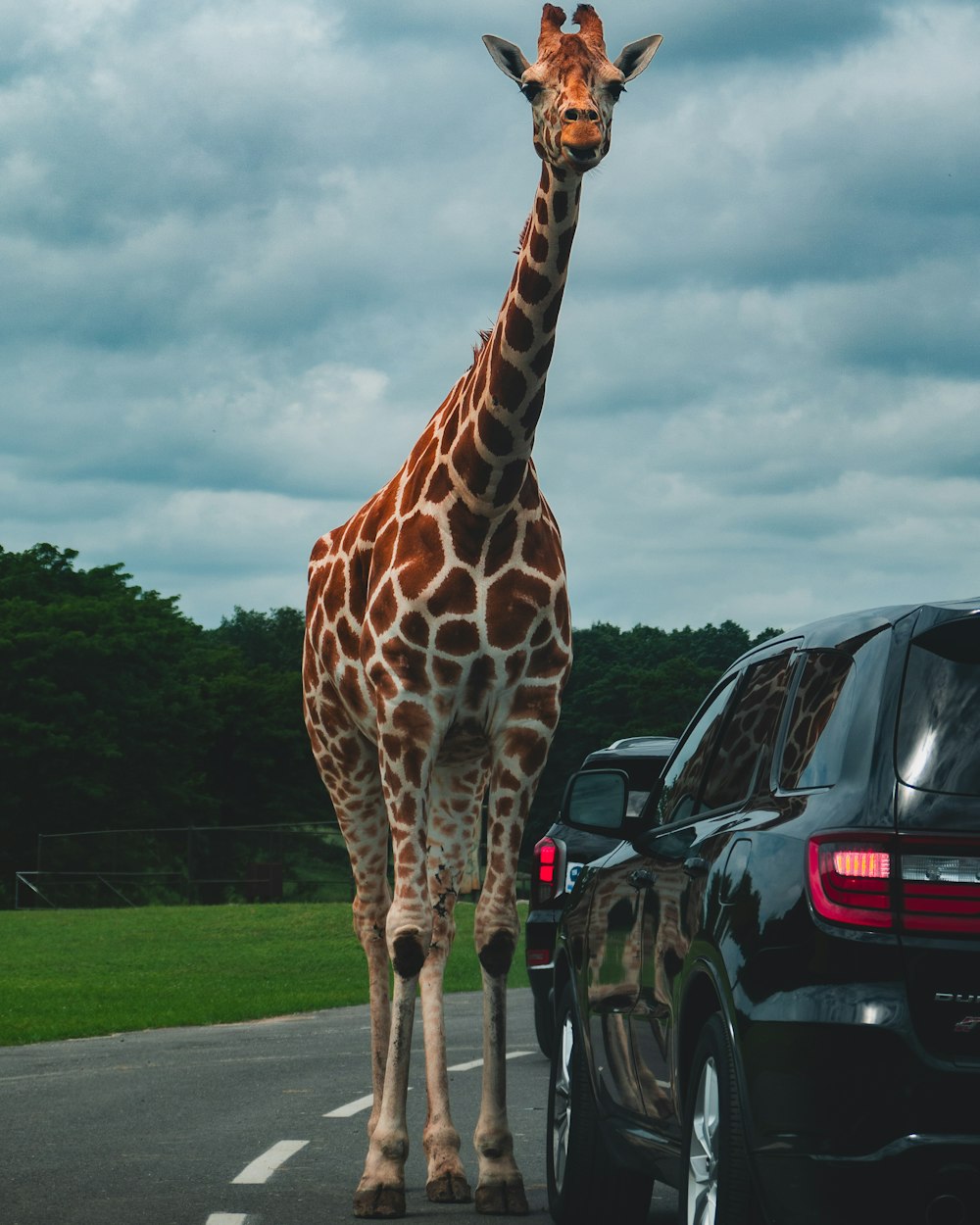 a giraffe standing in the middle of a road