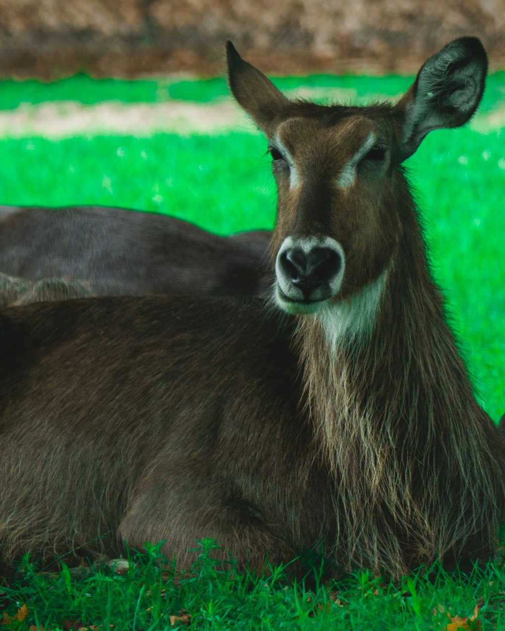 a close up of a deer laying in the grass