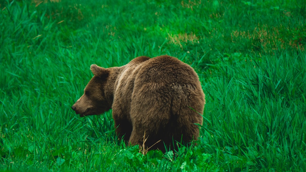a brown bear walking through a lush green field