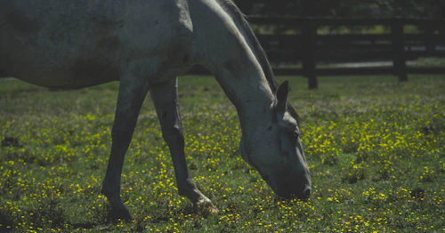 White horse grazing in a green Kentucky pasture