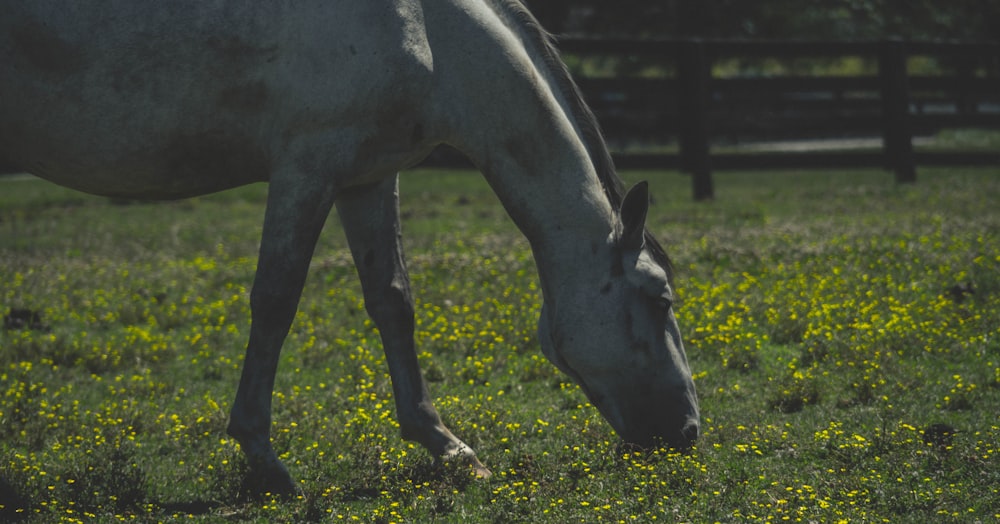 a white horse grazing on a lush green field