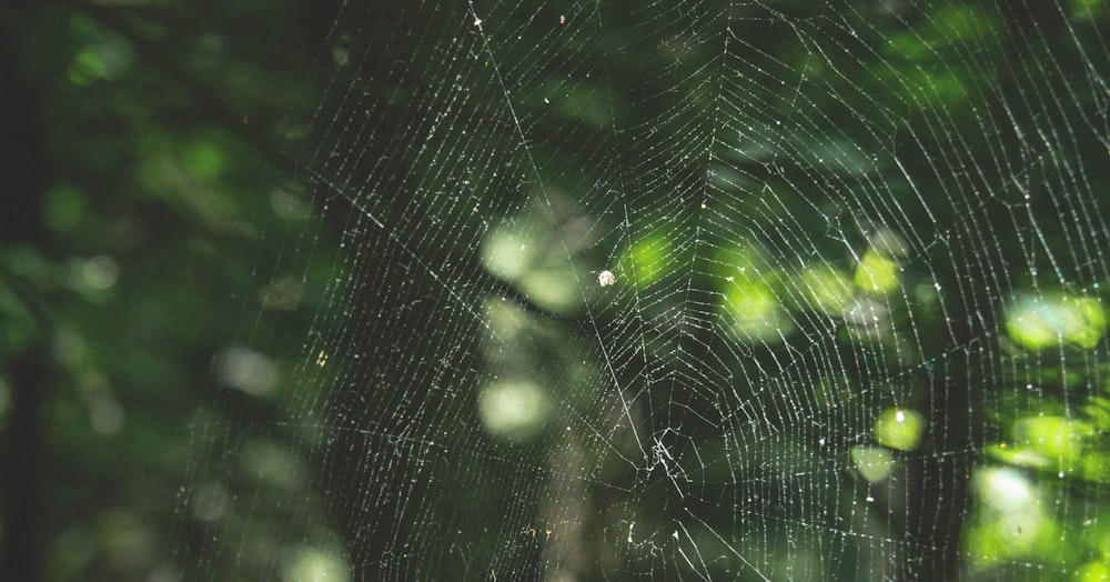 a spider web in the middle of a forest