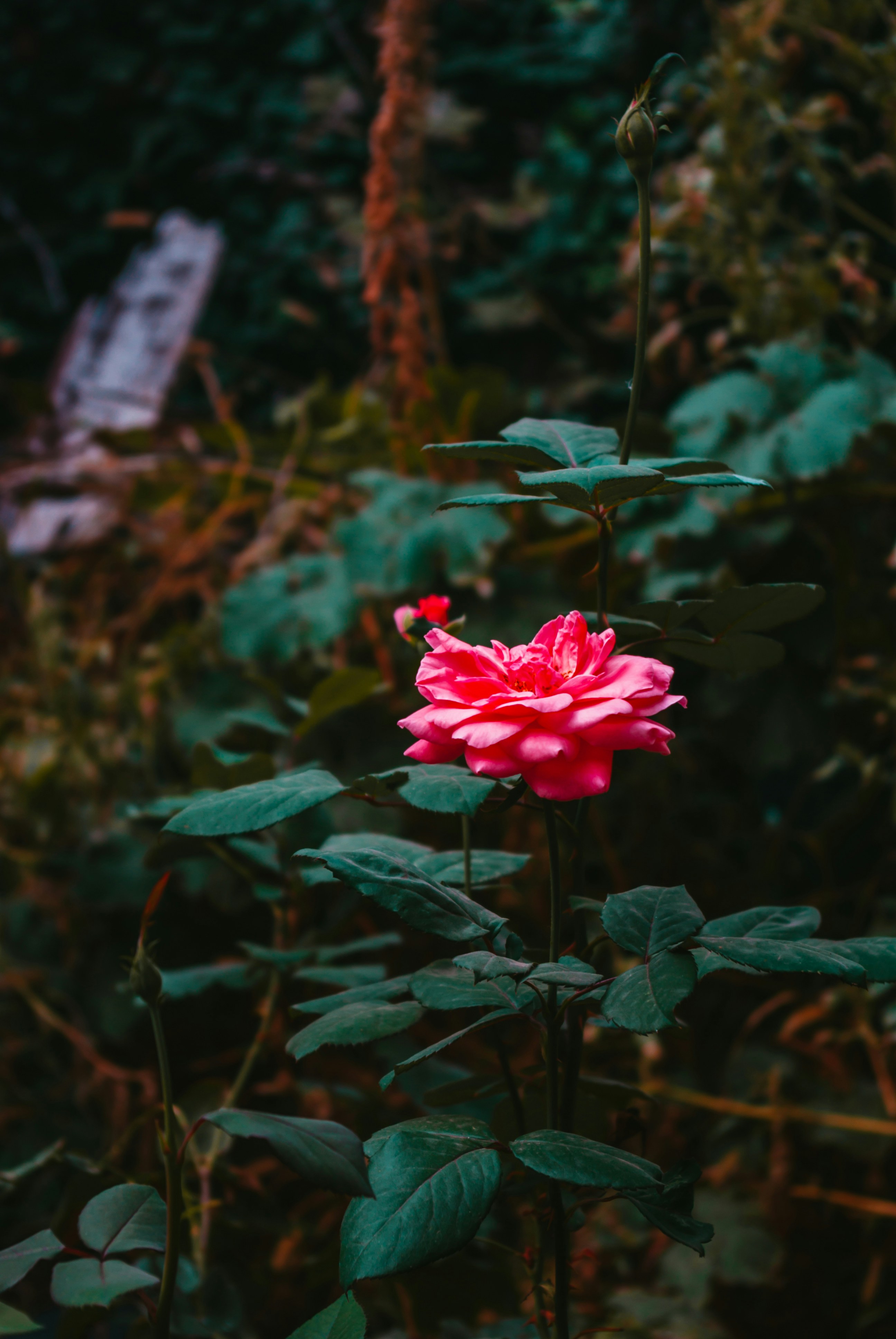 Photo by moonmoons_days