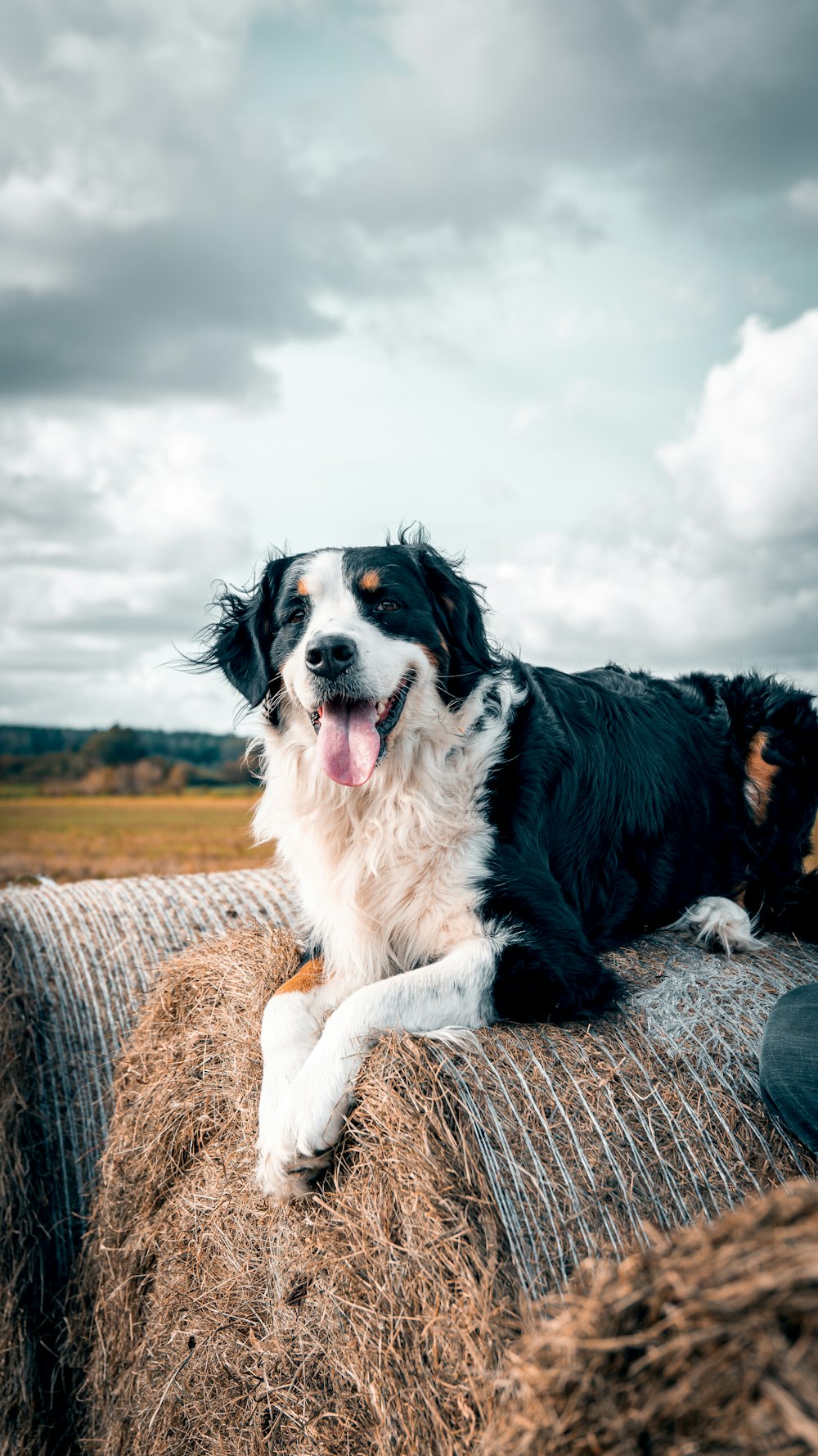 a black and white dog laying on top of a bale of hay