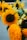 A vibrant bouquet of sunflowers with large, bright yellow petals and contrasting dark centers. The flowers are fresh, with green leaves visible in the arrangement. The background appears to be blurred, suggesting an outdoor setting.