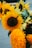 A vibrant bouquet of sunflowers with large, bright yellow petals and contrasting dark centers. The flowers are fresh, with green leaves visible in the arrangement. The background appears to be blurred, suggesting an outdoor setting.