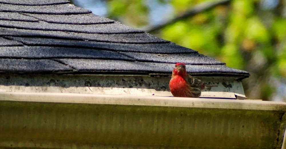 a red bird sitting on top of a roof
