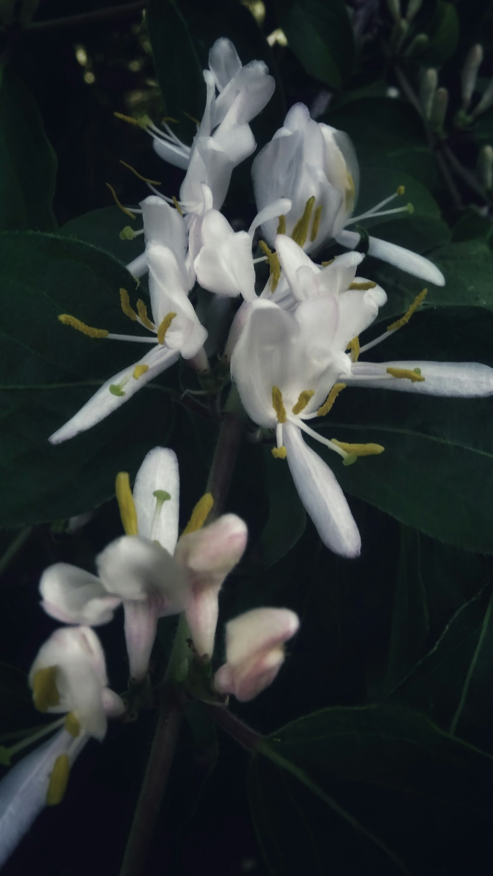 um ramo de flores brancas com folhas verdes