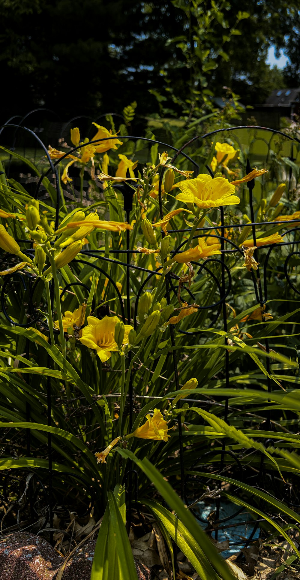 Un bouquet de fleurs jaunes dans un jardin