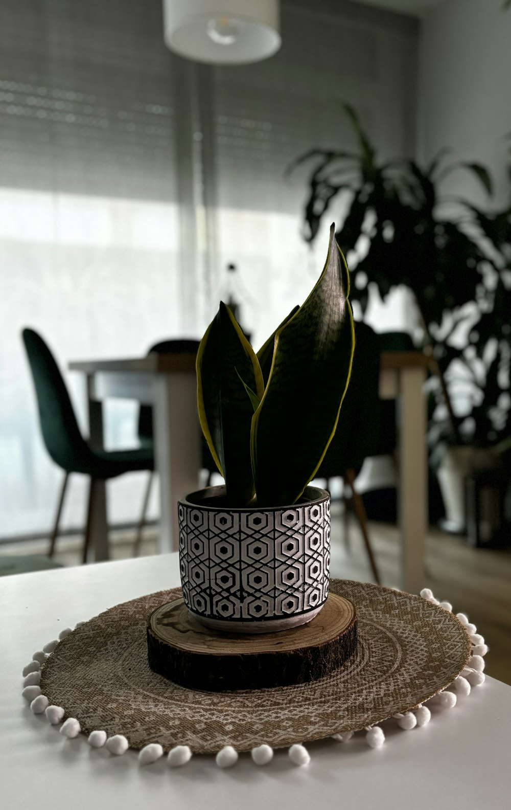 a potted plant sitting on top of a table
