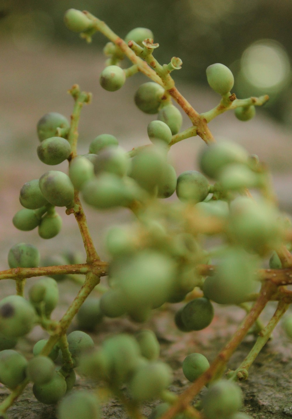 a close up of a plant on a rock