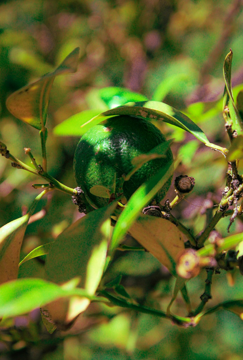 a close up of a green object on a tree branch