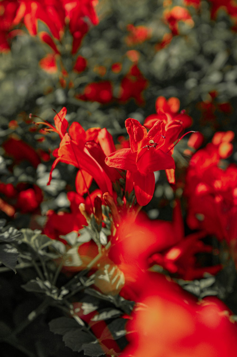 a bunch of red flowers in a field