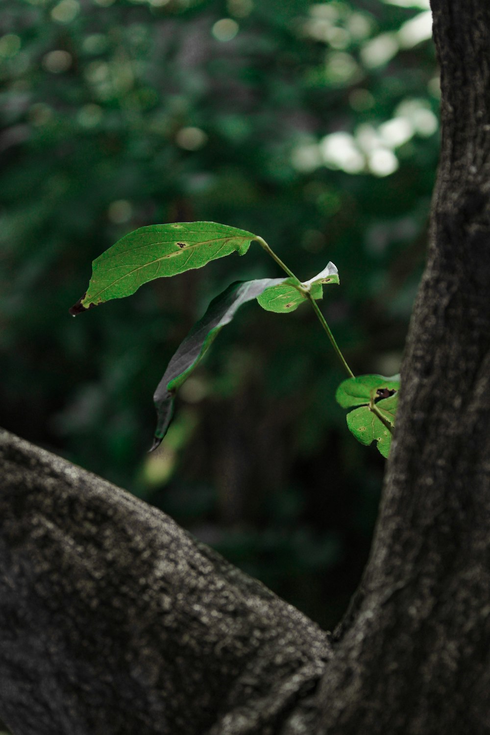 a green leaf on a branch of a tree