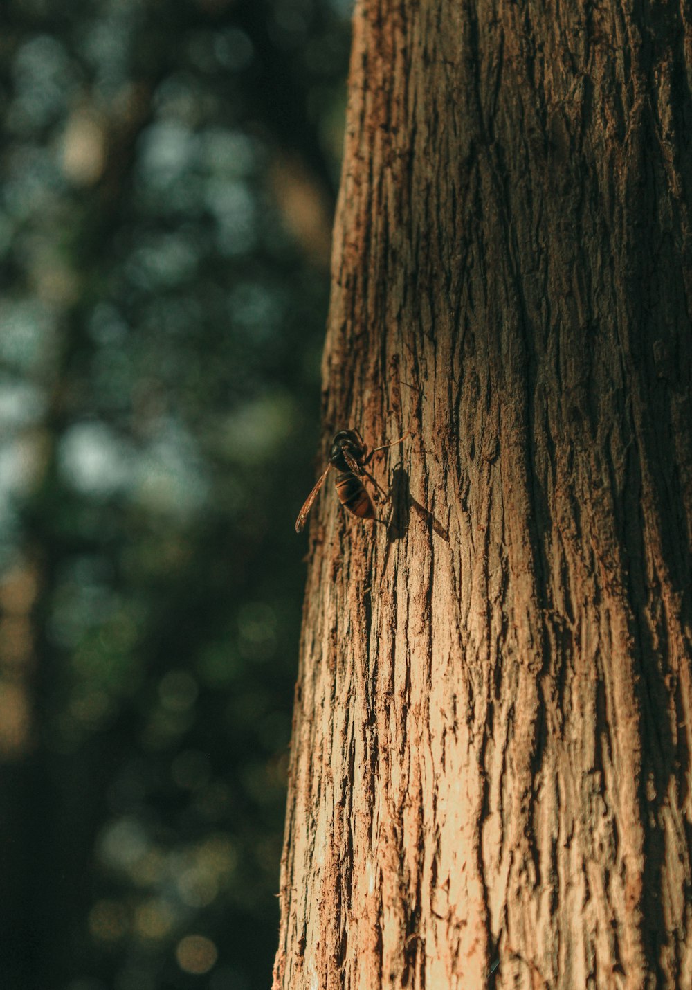 a small insect on the bark of a tree