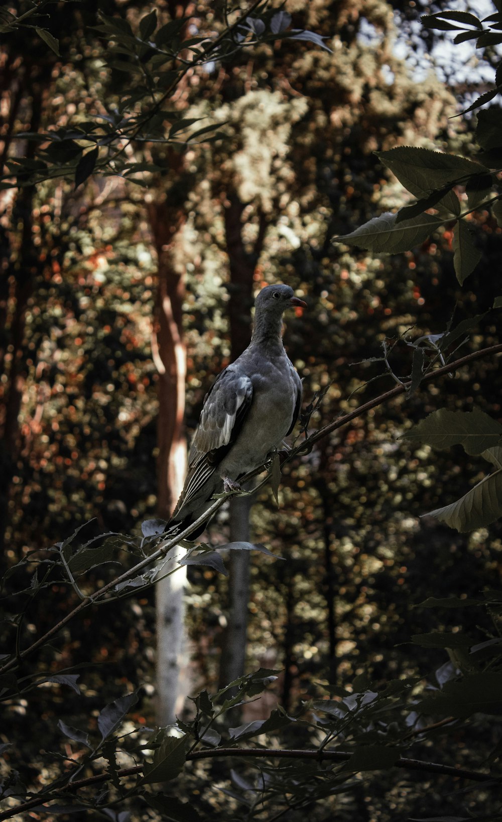 a bird sitting on a branch in a forest