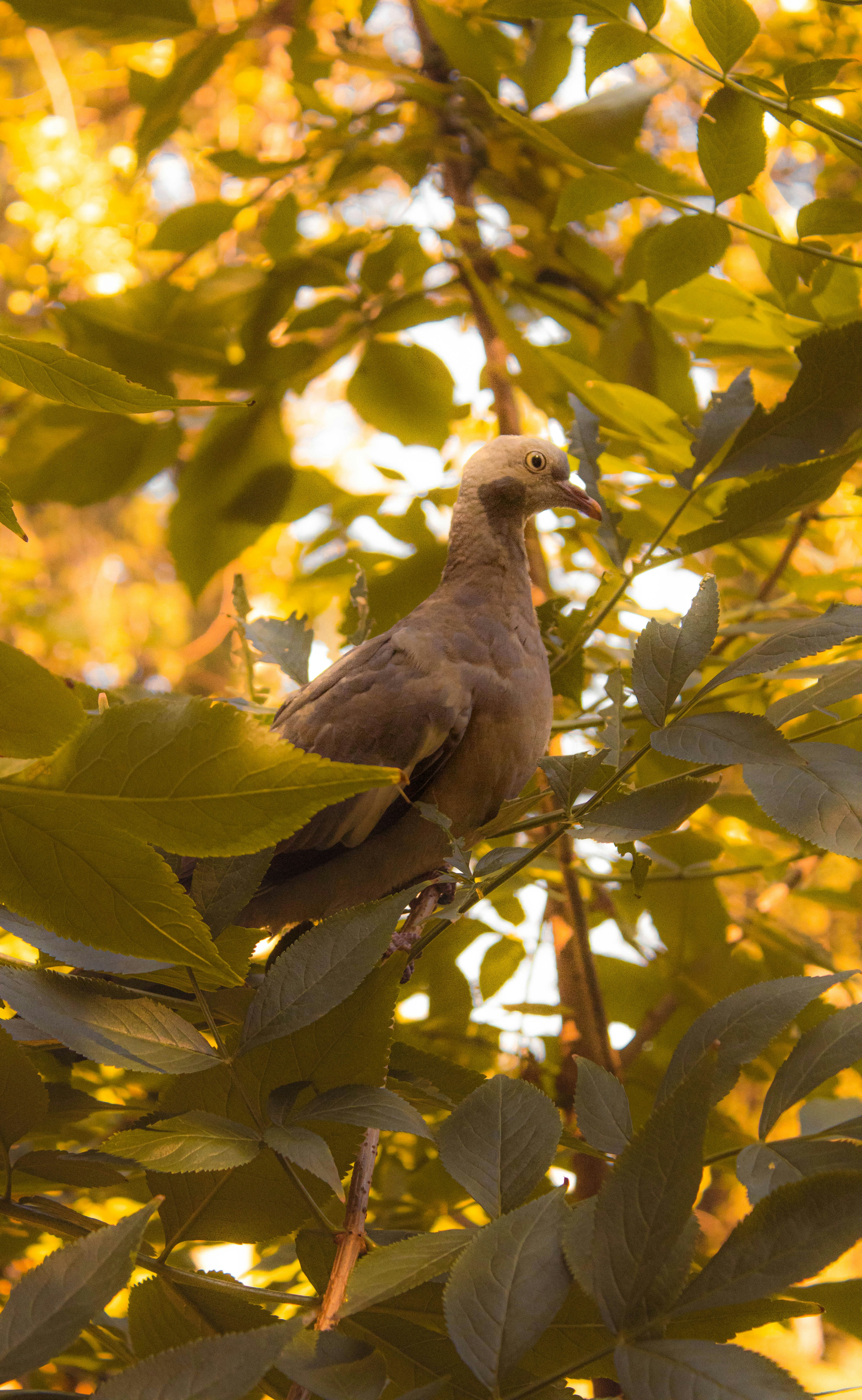 a bird sitting on a branch of a tree