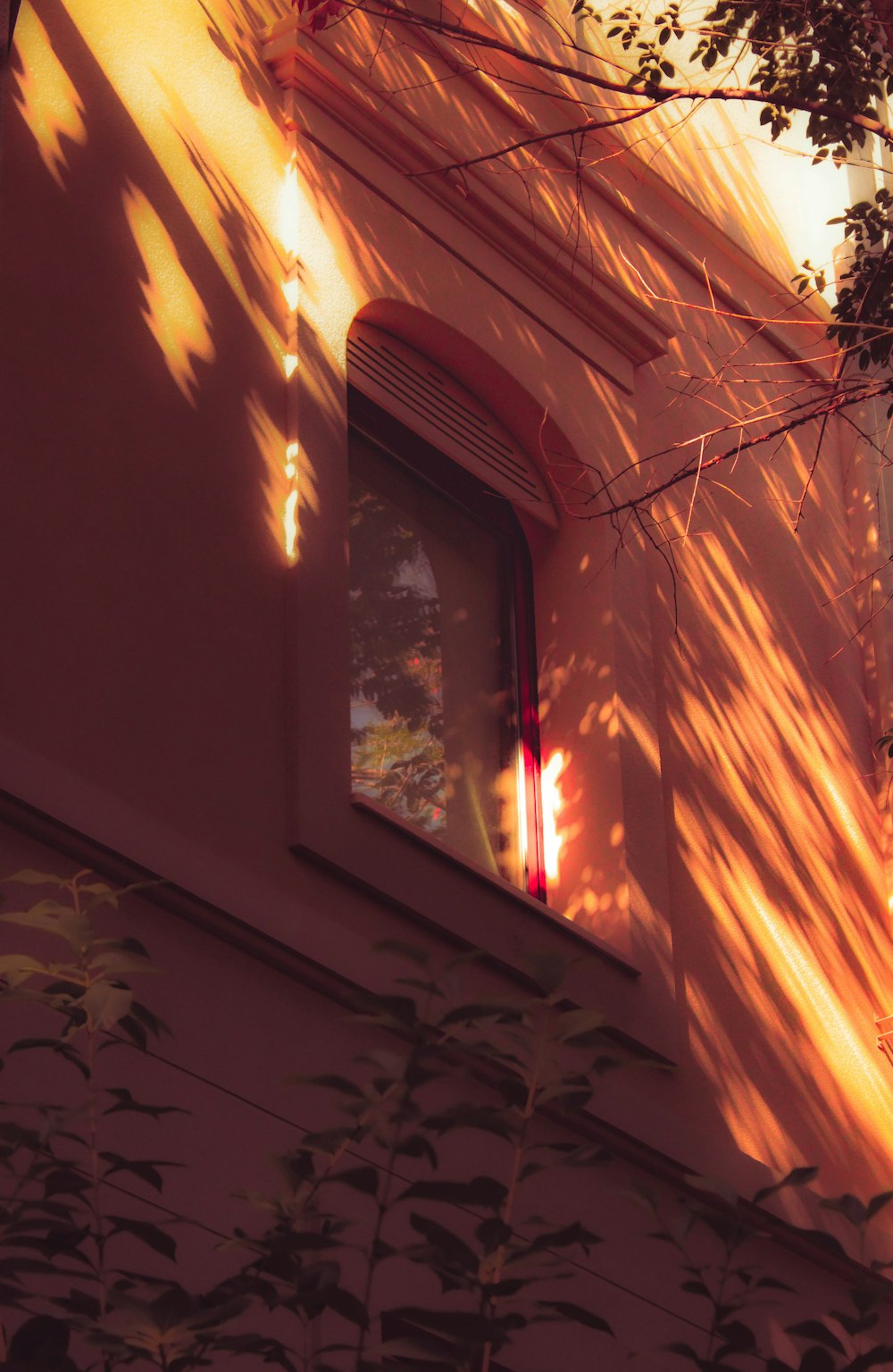 the shadow of a tree on a building