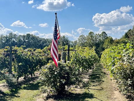 A vineyard with rows of lush, green grapevines under a bright blue sky dotted with fluffy white clouds. An American flag is prominently displayed on a pole in the middle of the vineyard, adding a touch of color and patriotism.