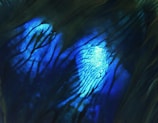 Abstract patterns of swirling blue and green hues with organic, vein-like structures that create a luminous effect. The intricate design is reminiscent of deep ocean currents or glowing coral.