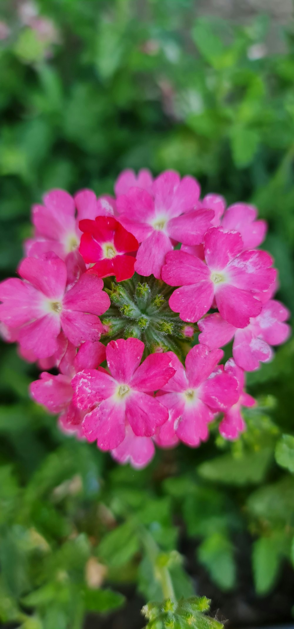 a close up of a pink flower with green leaves