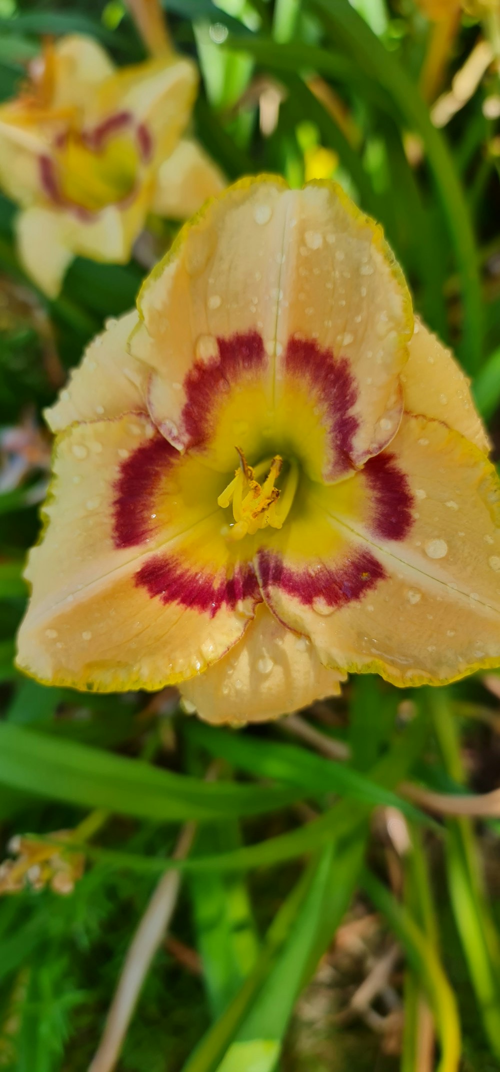 a close up of a flower with drops of water on it