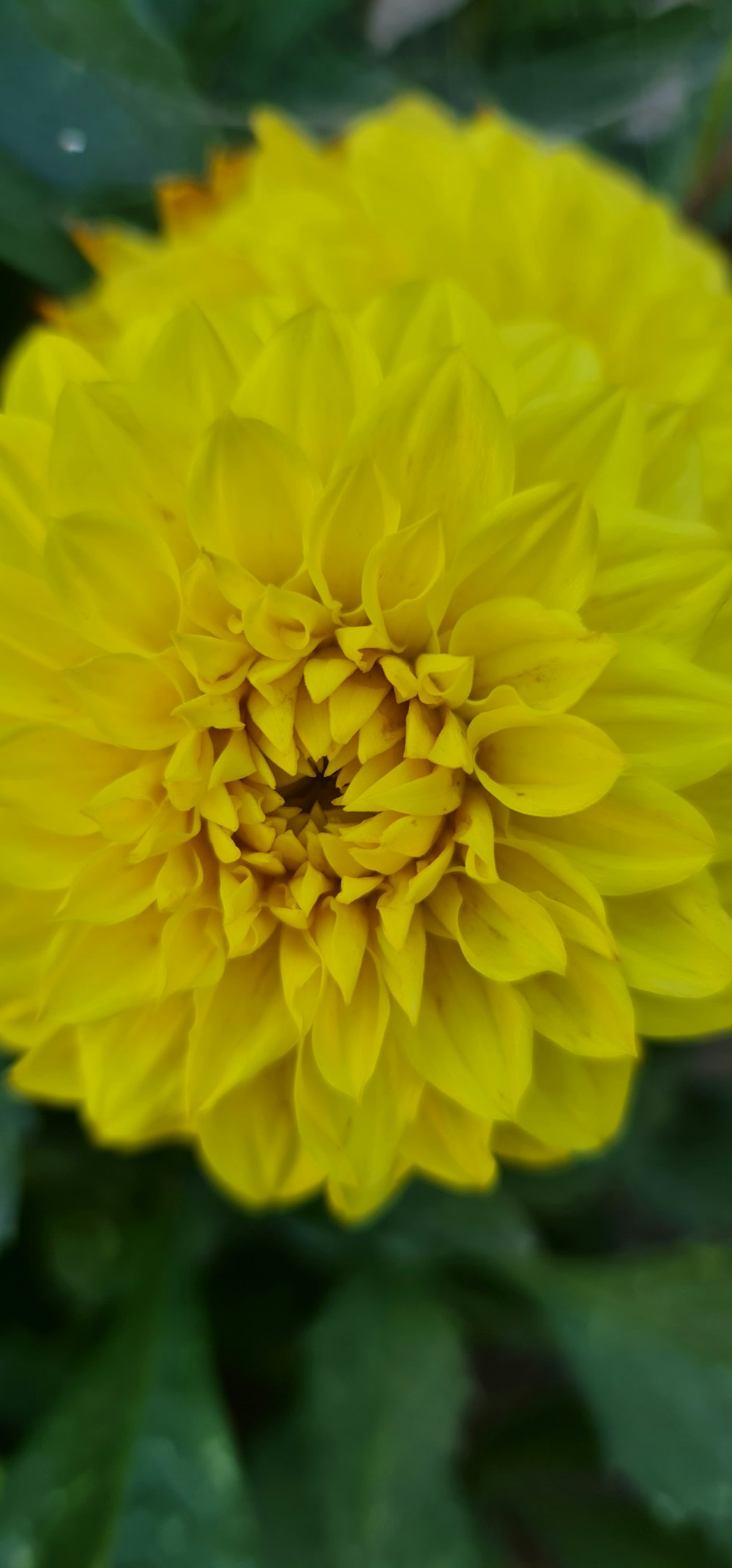 a yellow flower with green leaves in the background