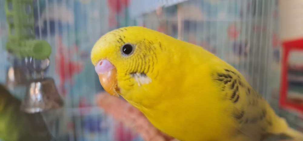 a yellow parakeet sitting on top of a persons hand