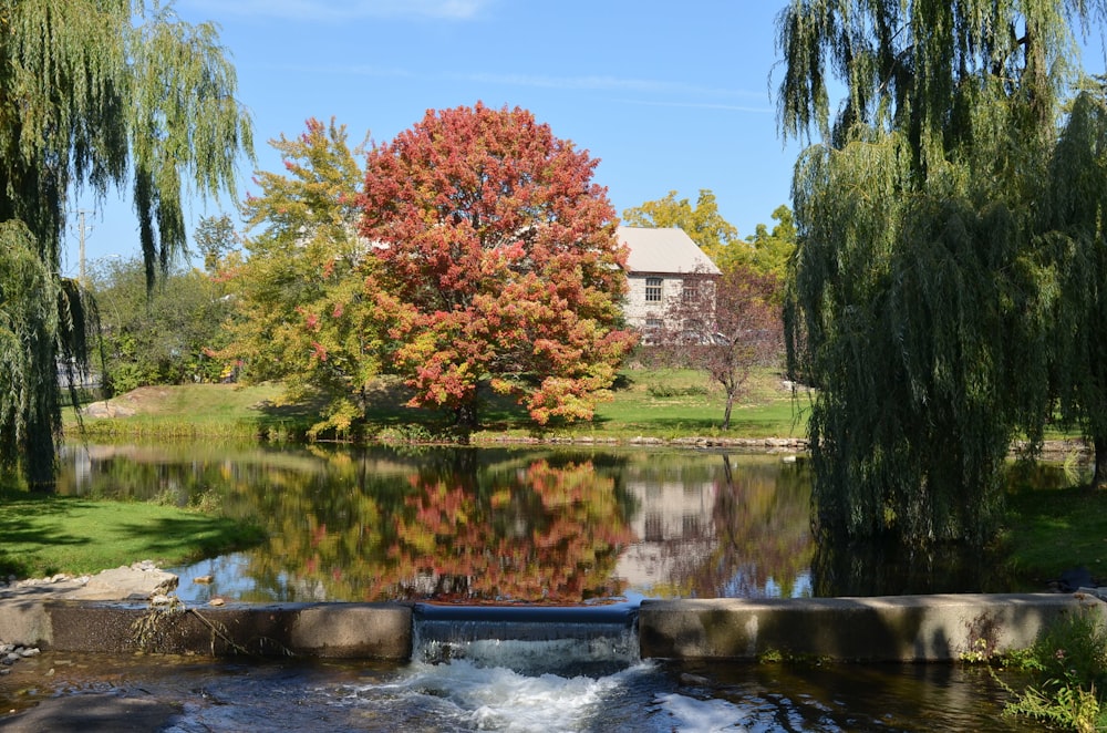 a pond surrounded by trees with a house in the background