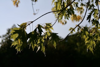 Close-up of delicate green leaves and new buds on an ancient maple branch