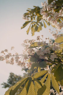 Warm sunlight filtering through delicate flowers surrounding a unique artisan necklace.
