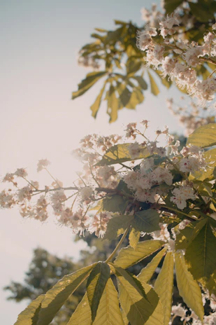 Warm sunlight filtering through delicate flowers surrounding a unique artisan necklace.