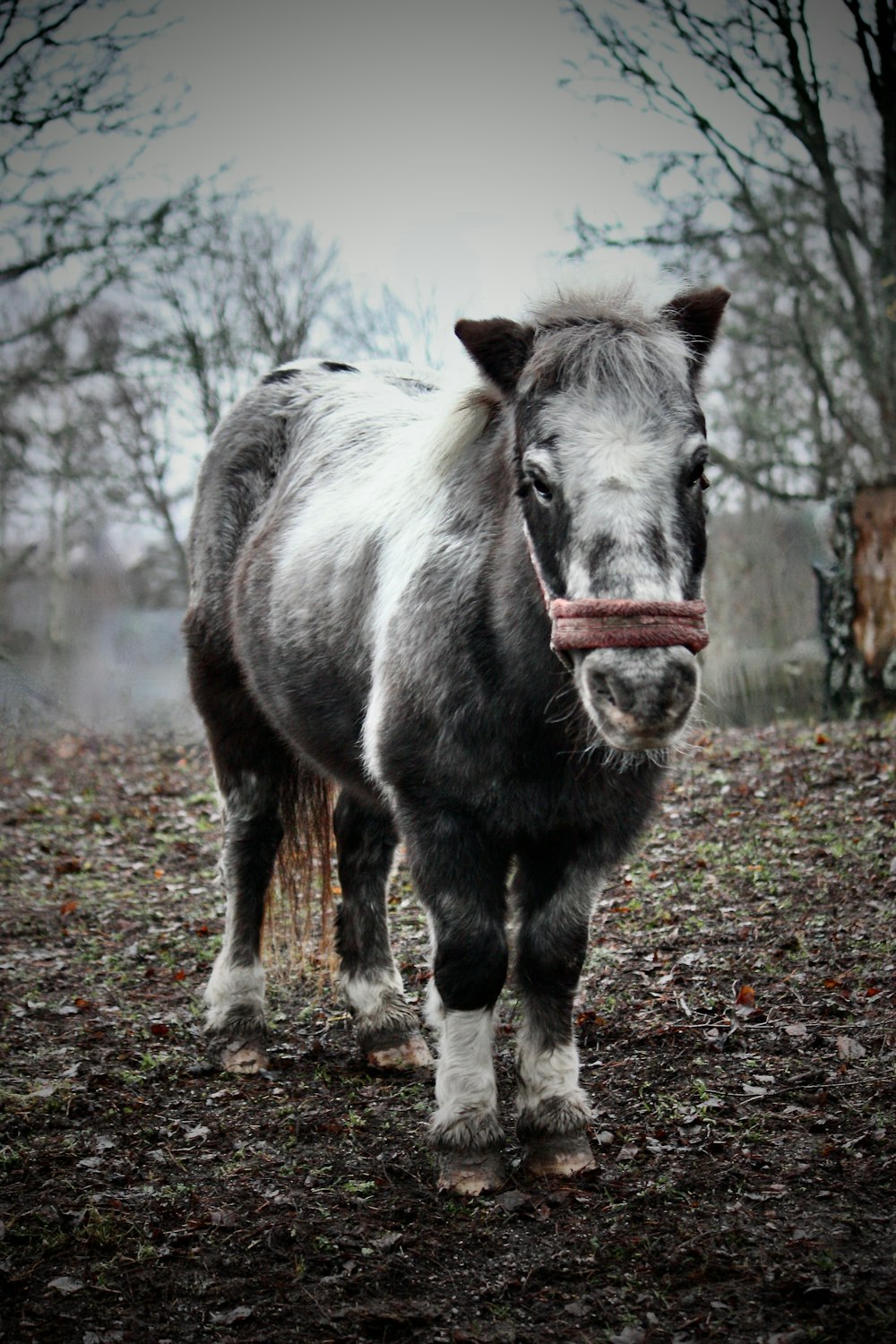 a black and white horse standing in a field