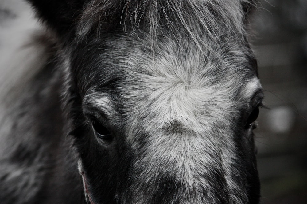 a close up of a black and white horse