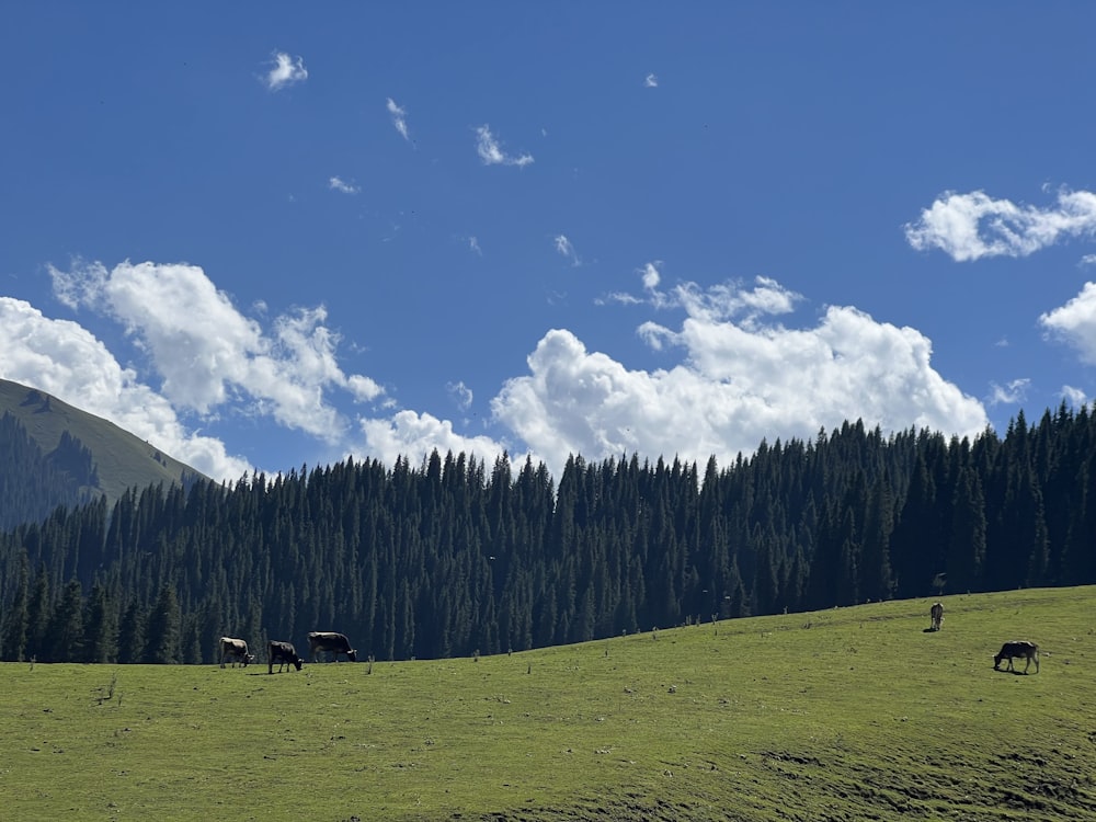 a herd of animals grazing on a lush green hillside
