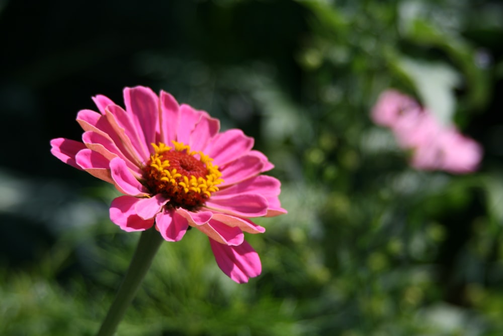 a pink flower with a yellow center in a garden