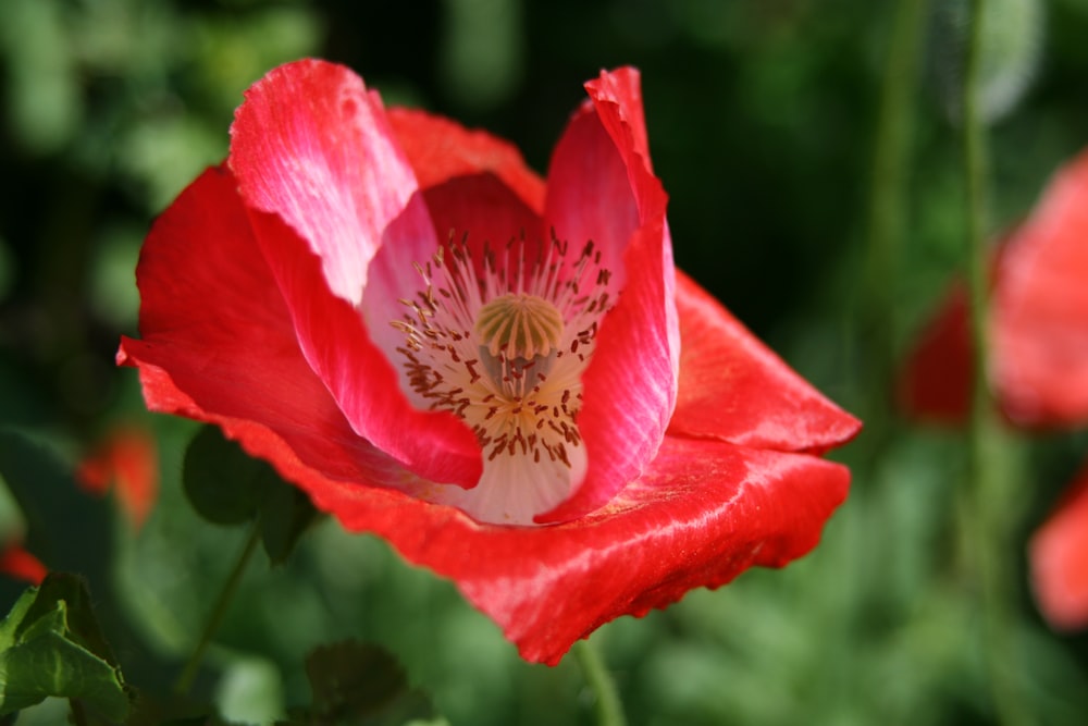 a close up of a red flower in a field