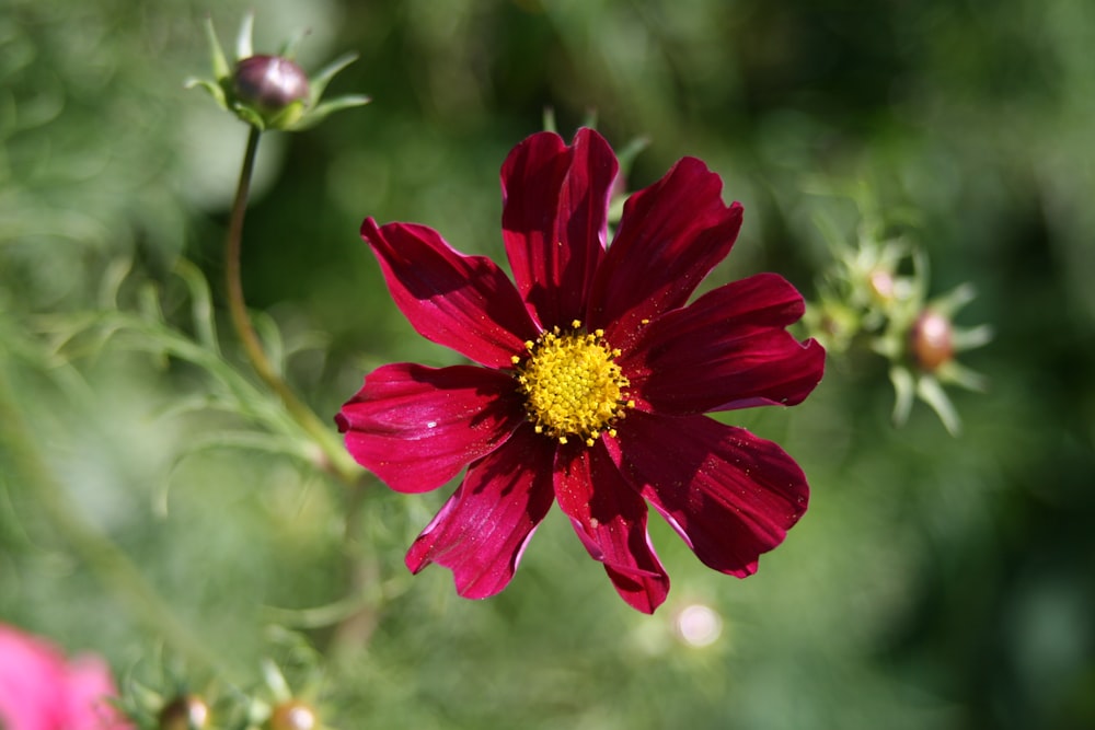 a close up of a red flower with a yellow center