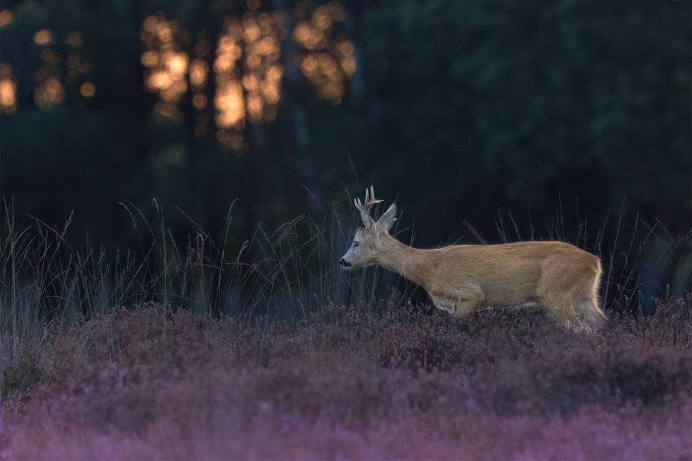 a deer that is standing in the grass