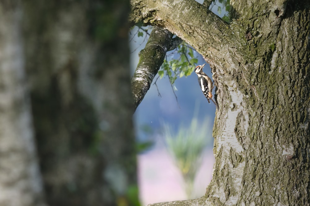 a small bird perched on the side of a tree