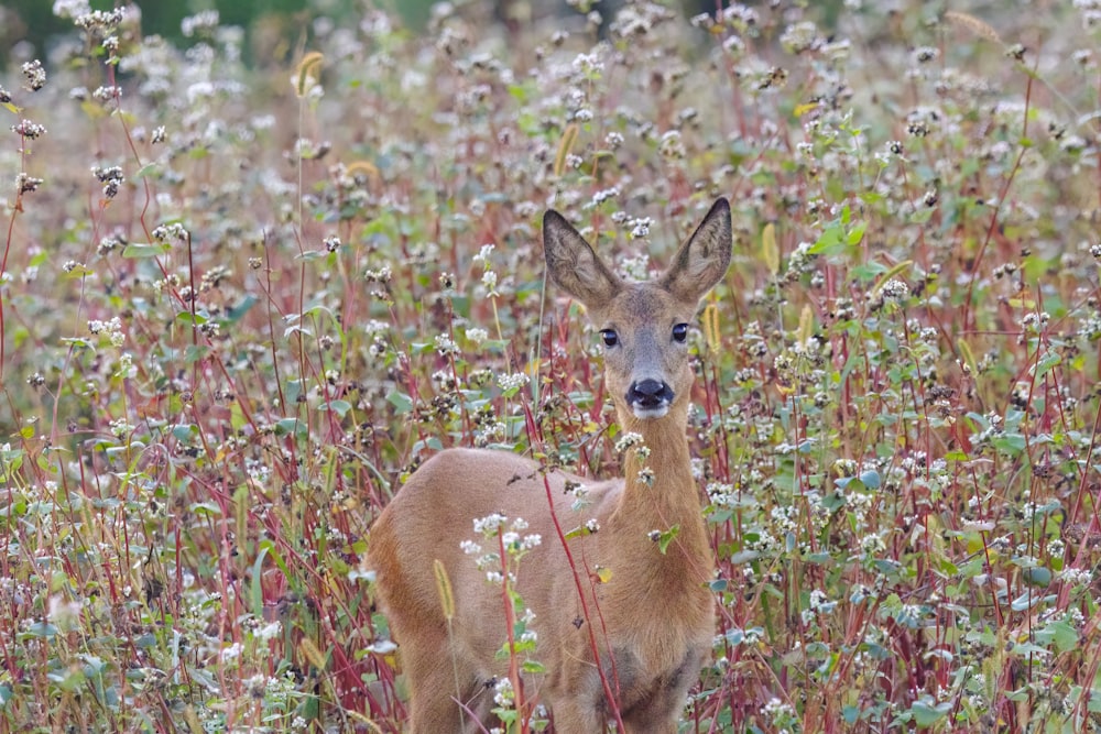 a deer standing in a field of flowers