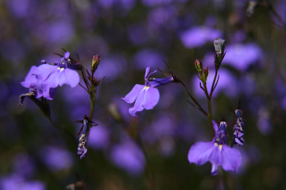 un bouquet de fleurs violettes dans un champ