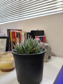 Succulents and flowering plants arranged on a bright office desk.