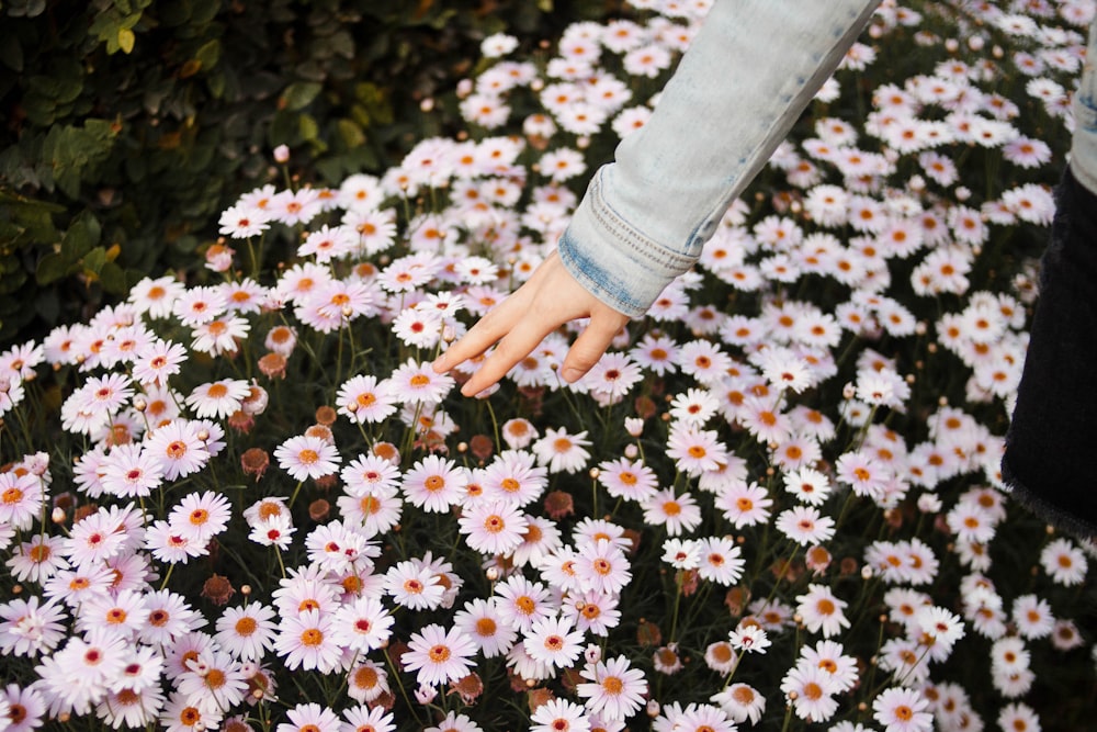 a person reaching for a flower in a field of daisies