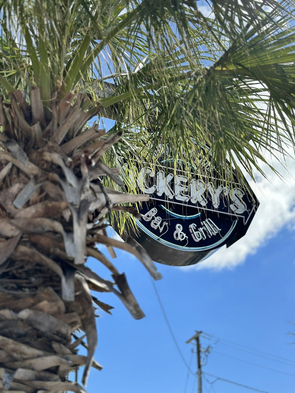 a close up of a sign on a palm tree