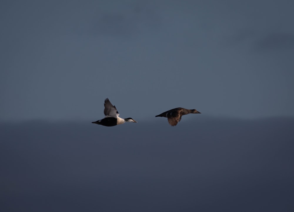 Un par de pájaros volando a través de un cielo nublado