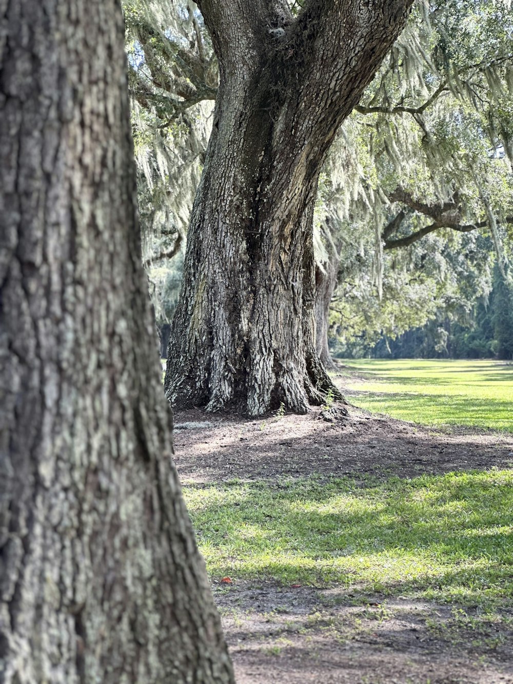 a bench under a large tree in a park