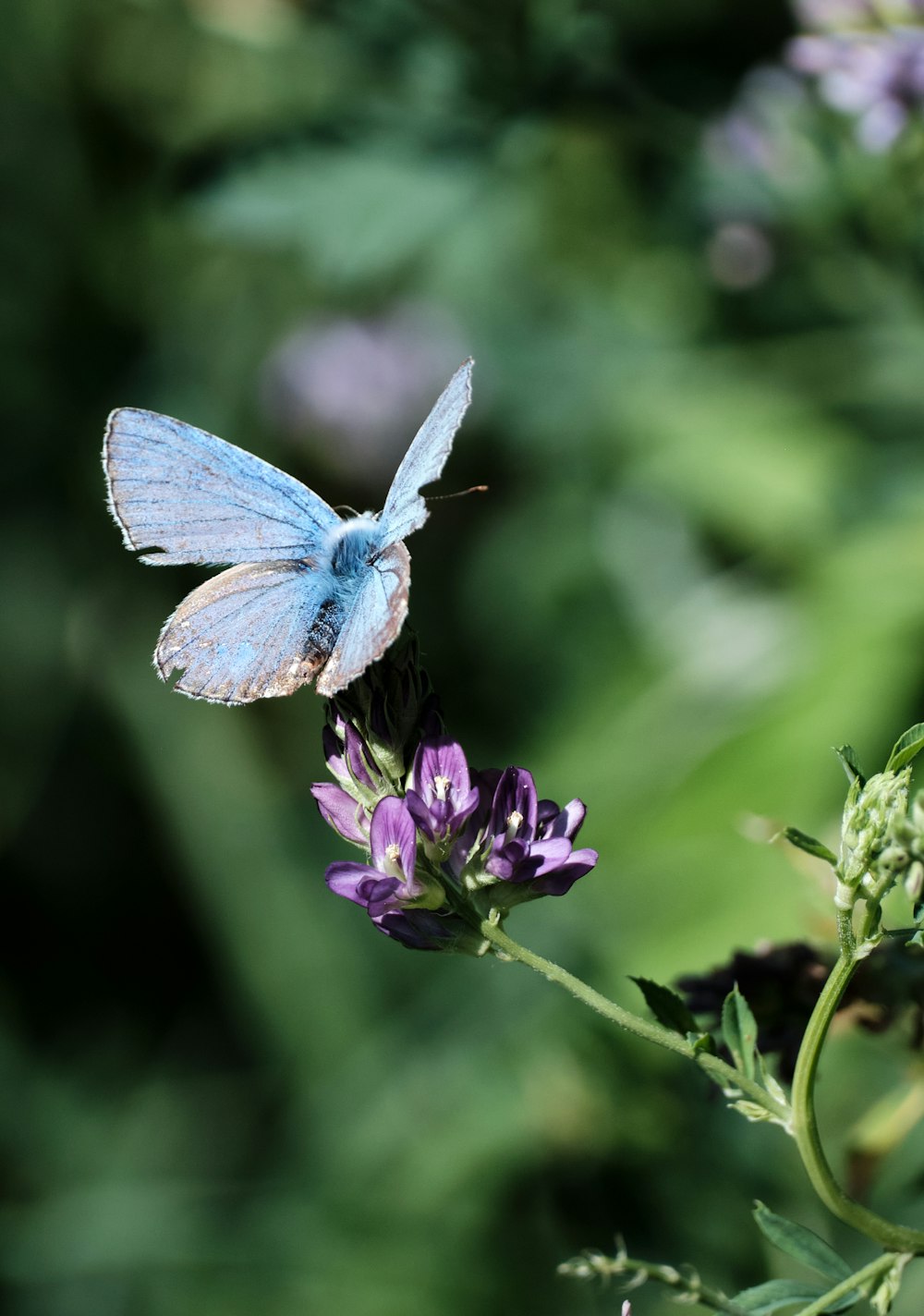 a blue butterfly sitting on top of a purple flower