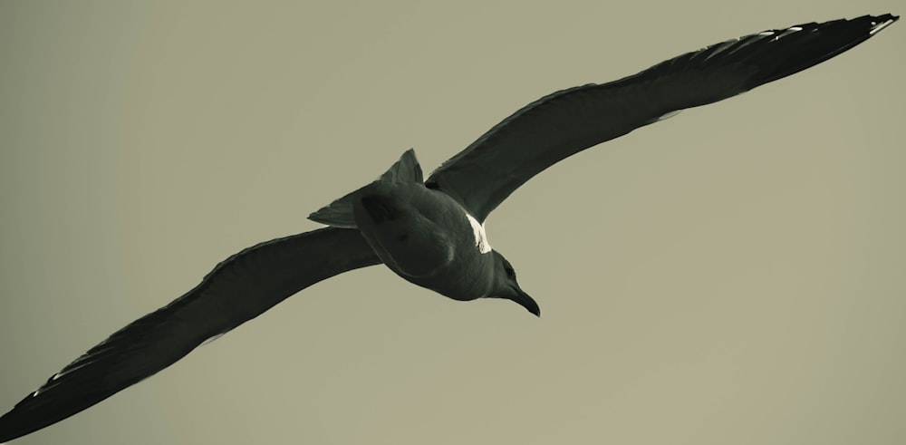 a black and white photo of a bird flying in the sky