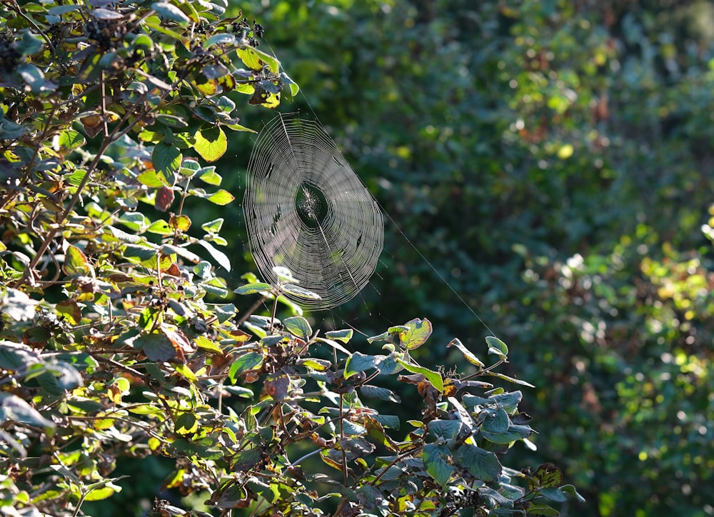 Una tela de araña en medio de un árbol